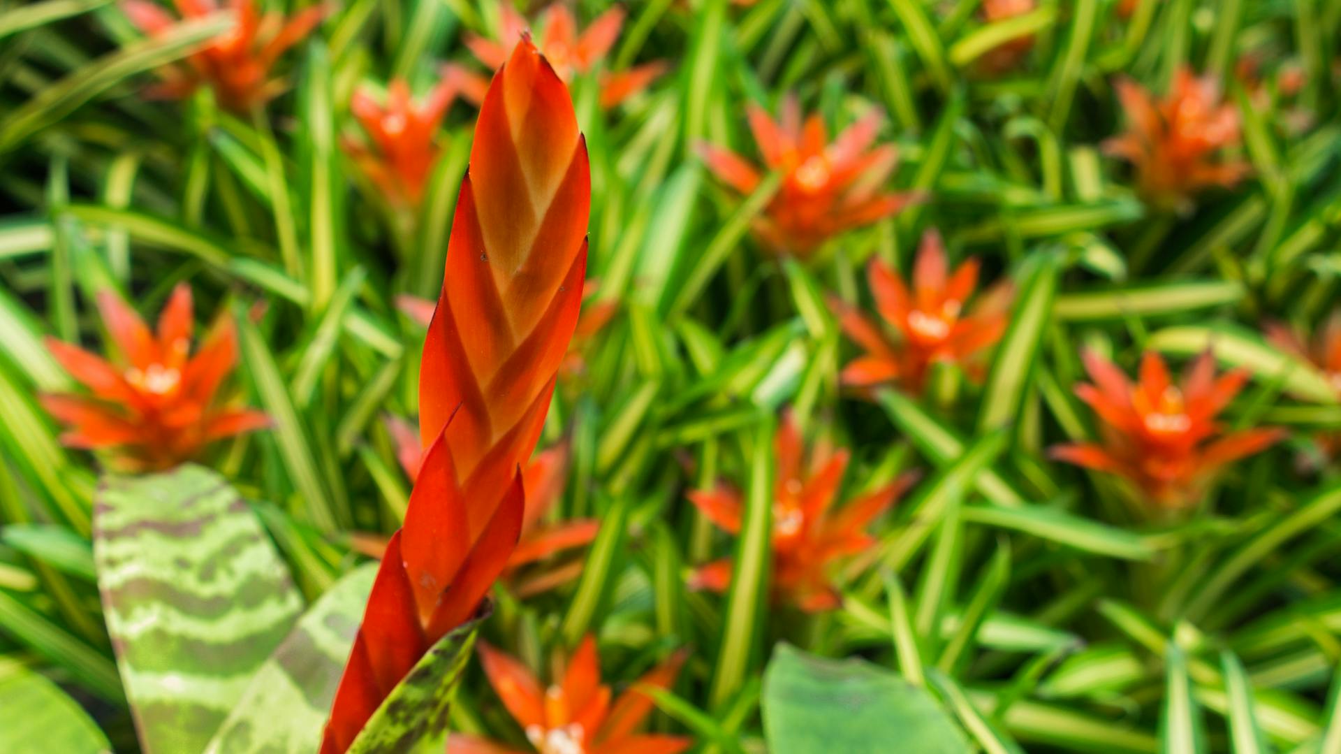 Hochblatt der Bromelie