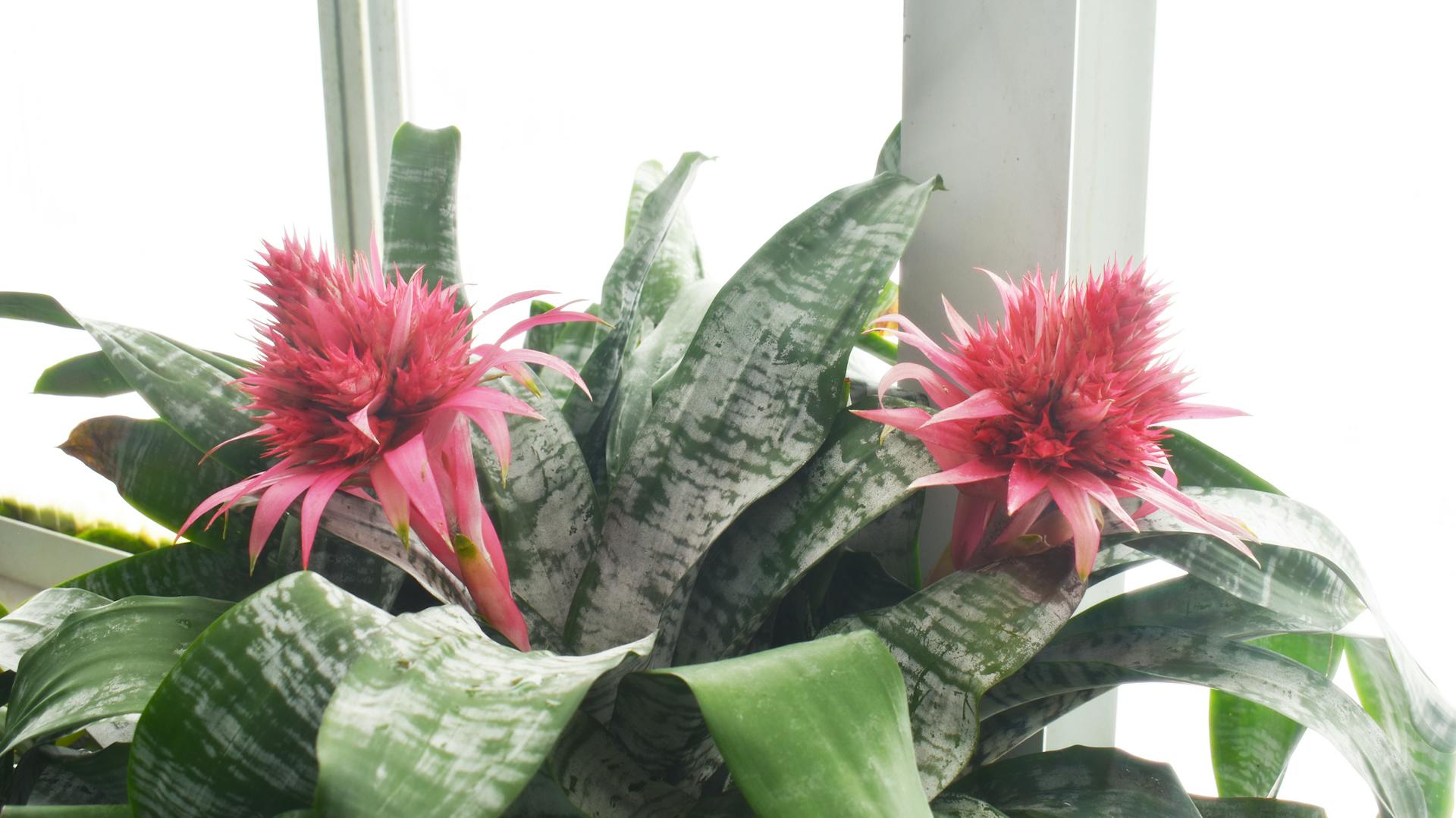 Pinkfarbene Hochblätter der Bromelie