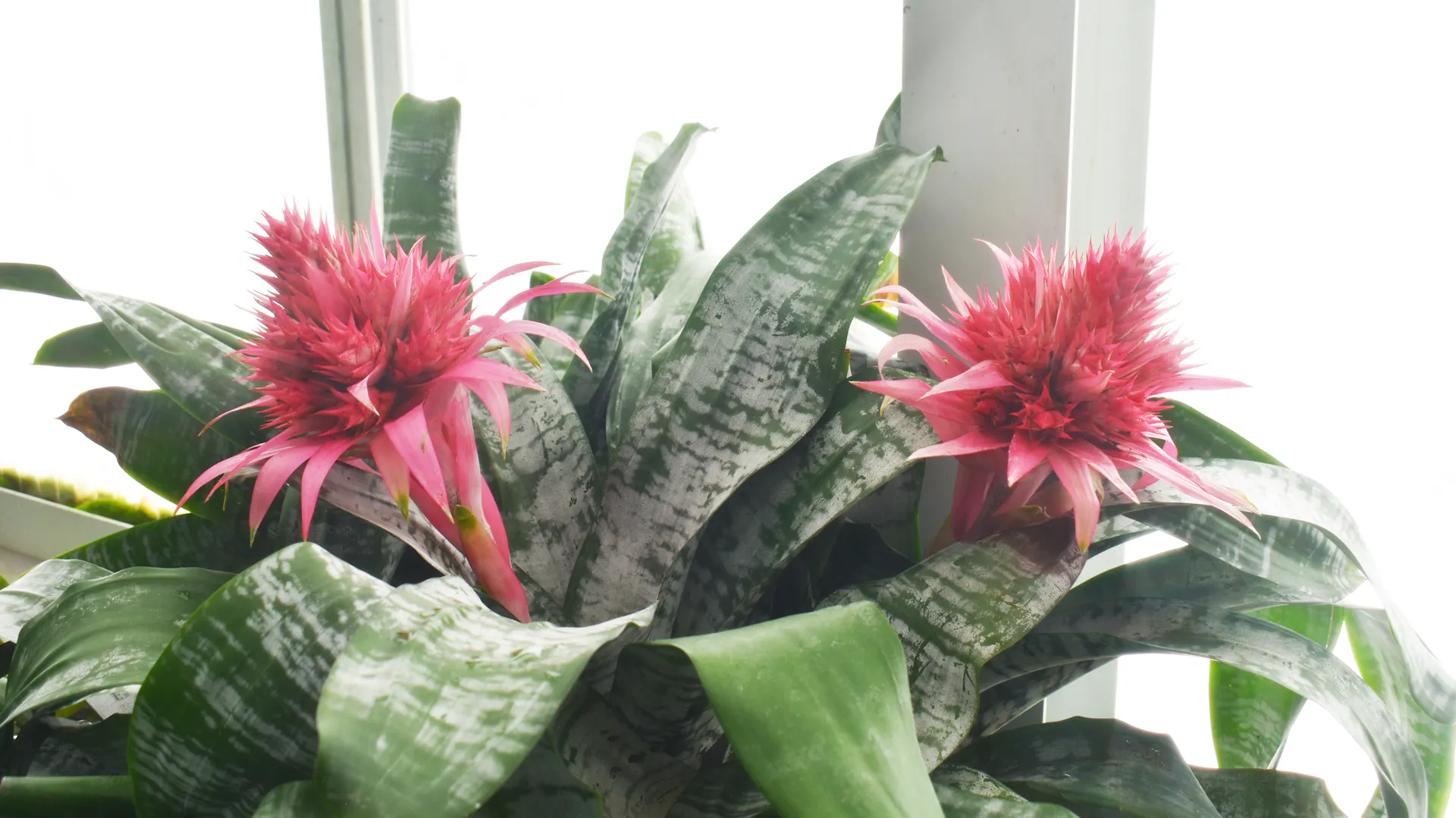 Blühende Bromelien stehen in einem Topf.