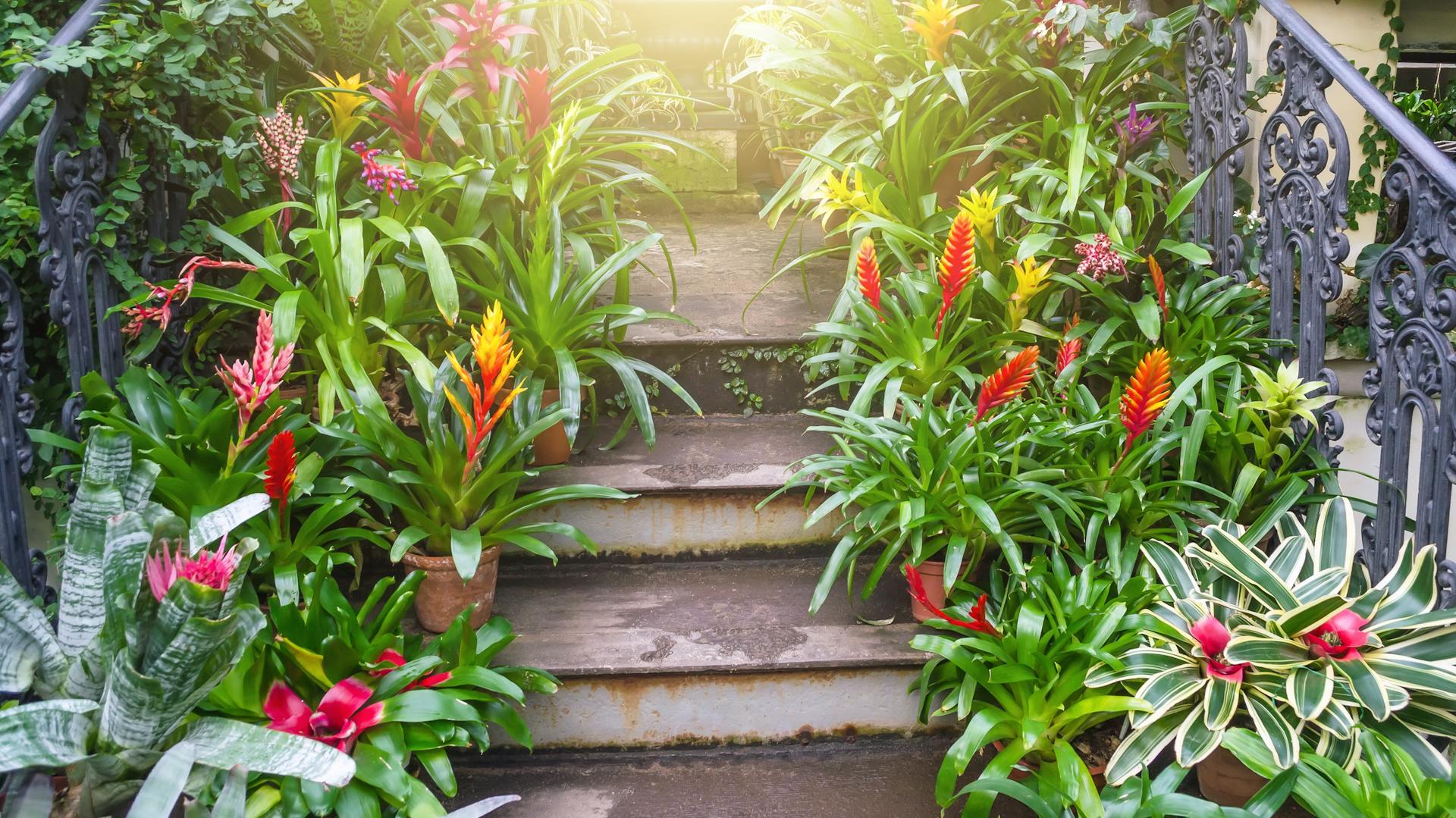 Verschiedene Bromelien in Töpfen auf einer Treppe