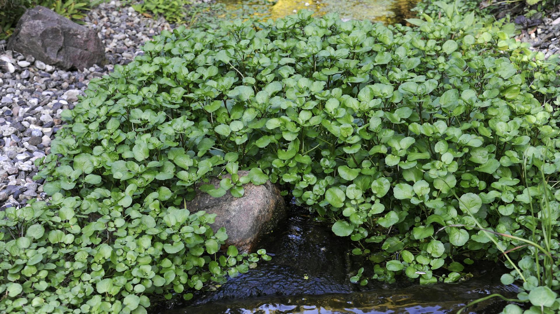 Brunnenkresse am Gartenteich