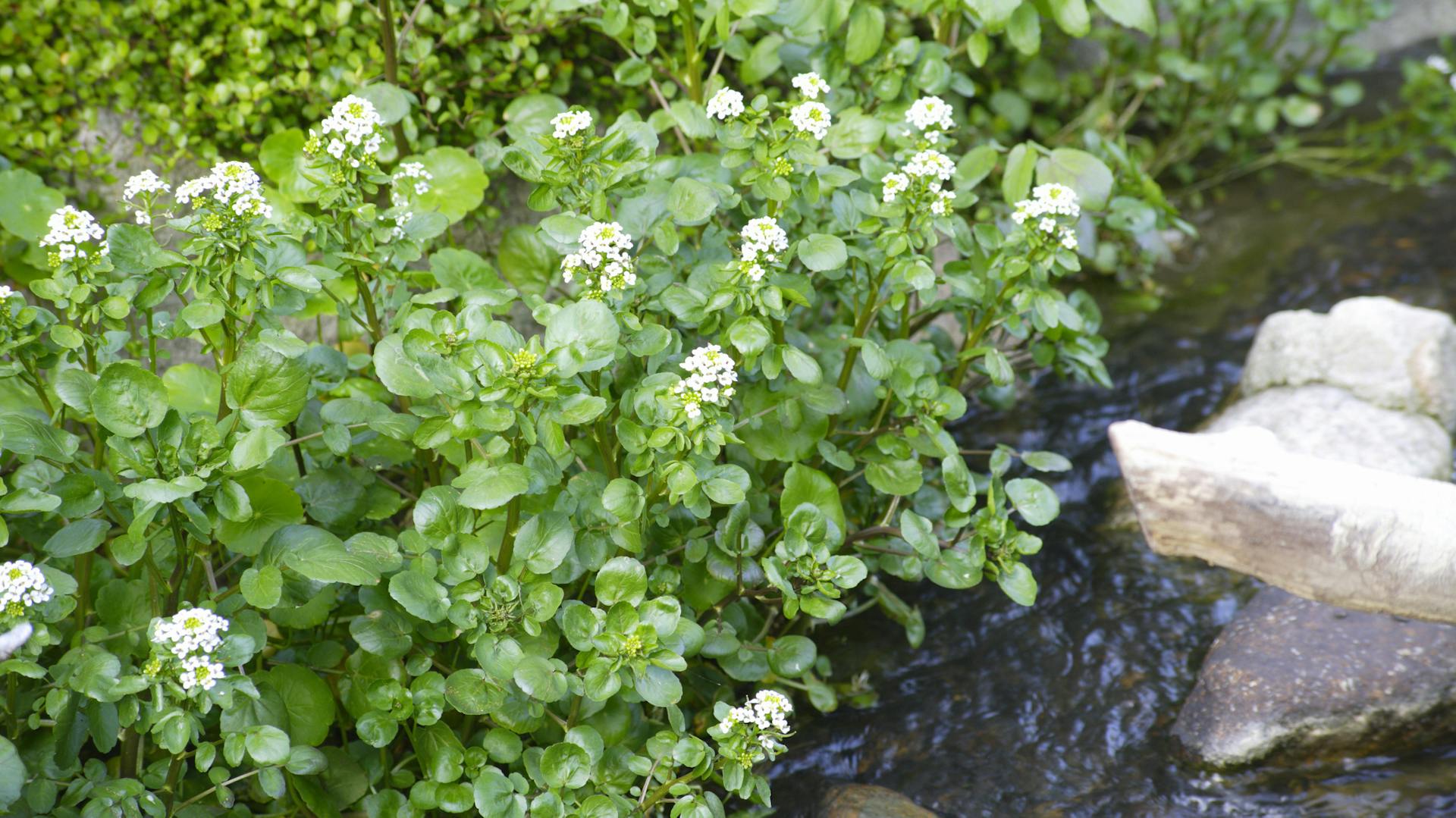 Blühende Brunnenkresse an einem Bachlauf