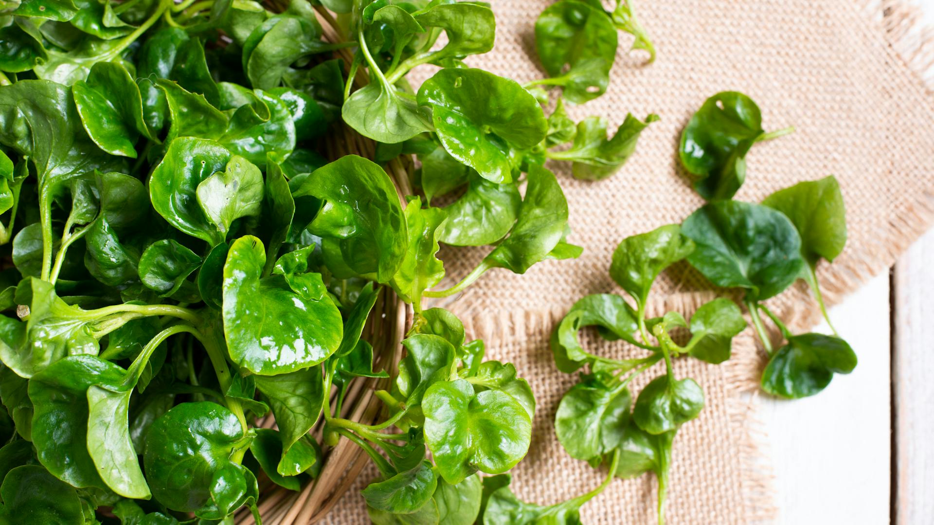 Geerntete Brunnenkresse auf hellem Tuch.