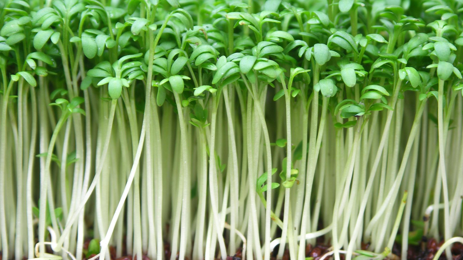 Nahaufnahme von dicht wachsender Brunnenkresse