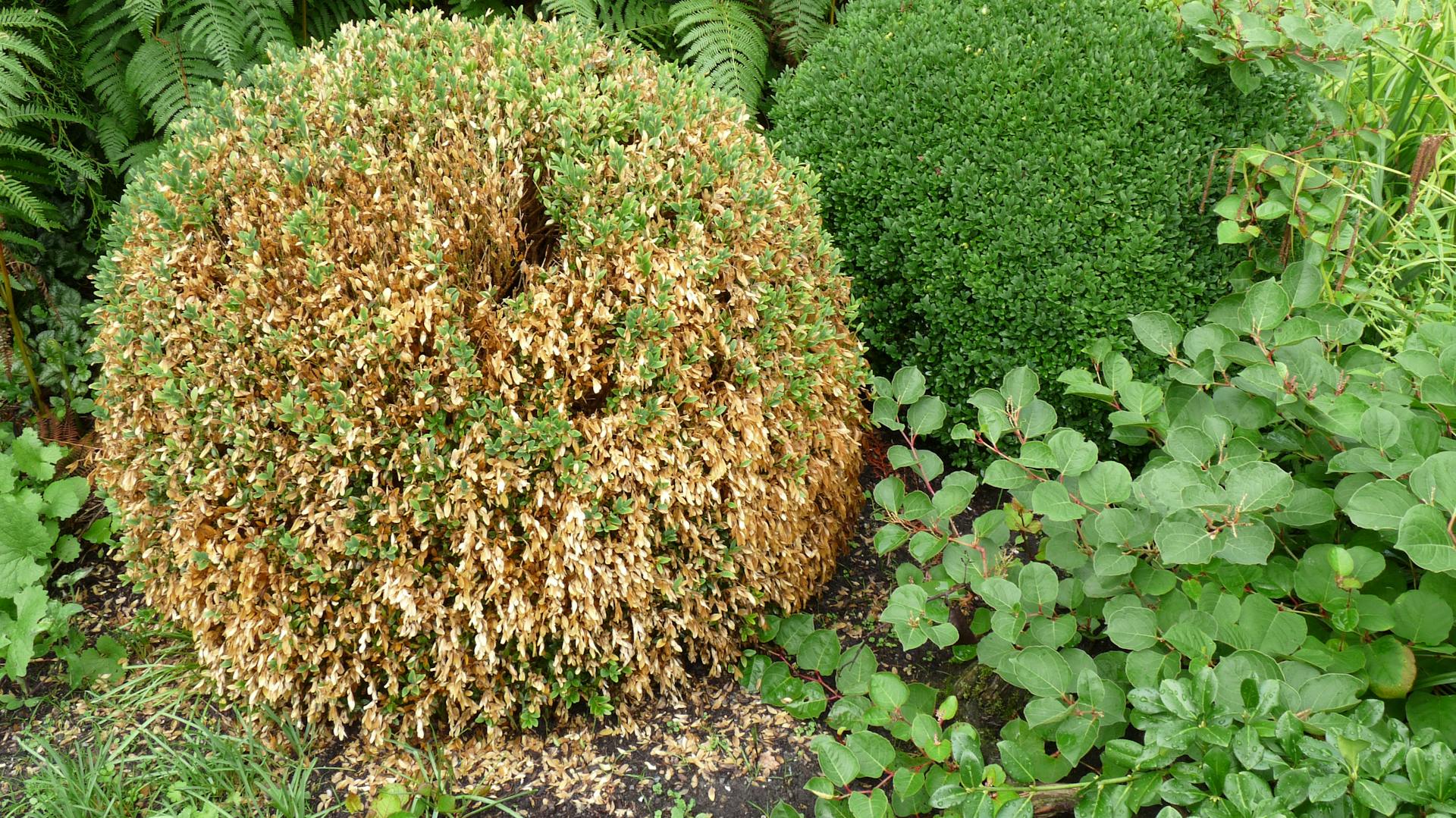 Kranker, vertrockneter Buchsbaum