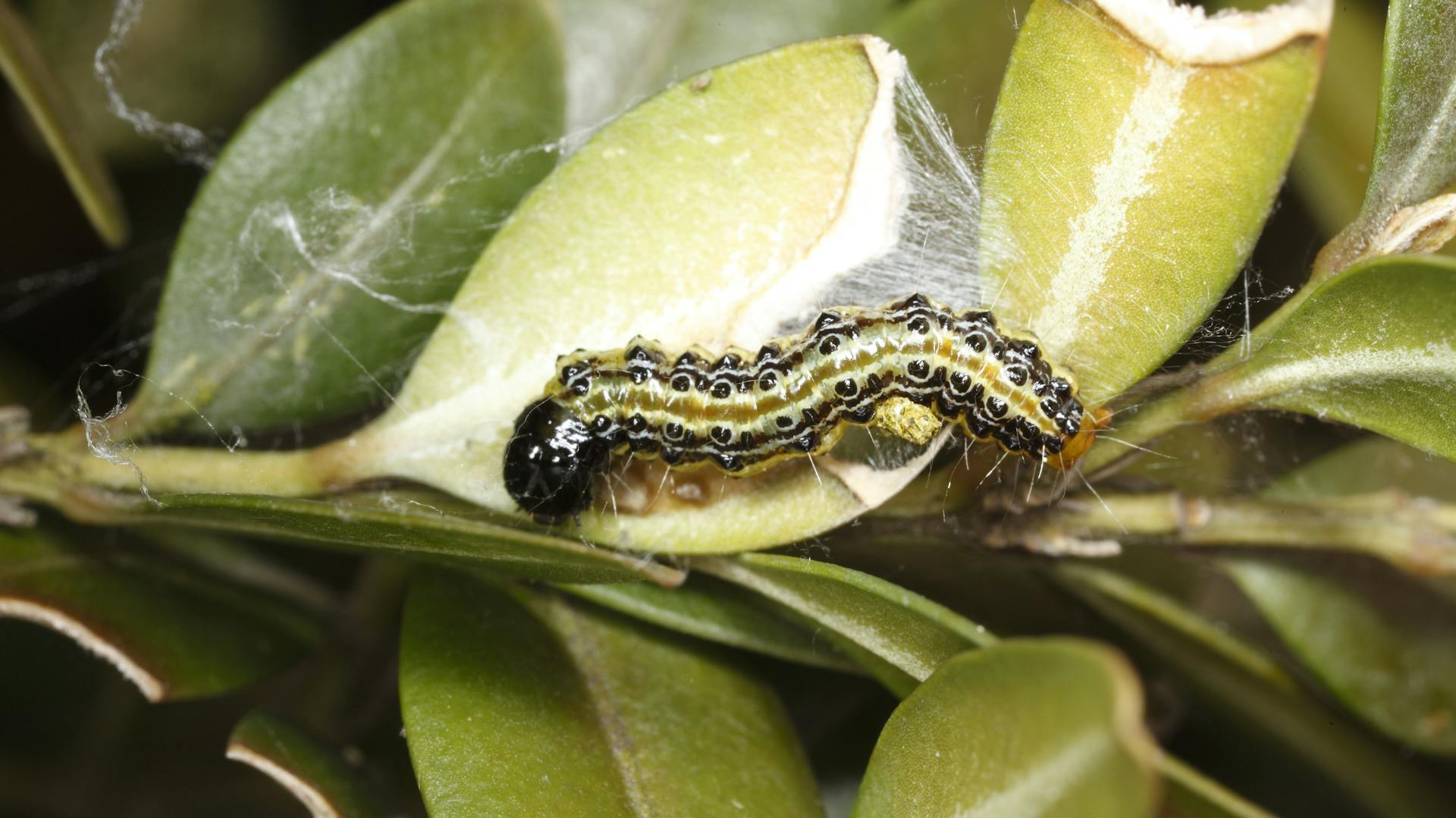Buchsbaumzünsler im Buchsbaum