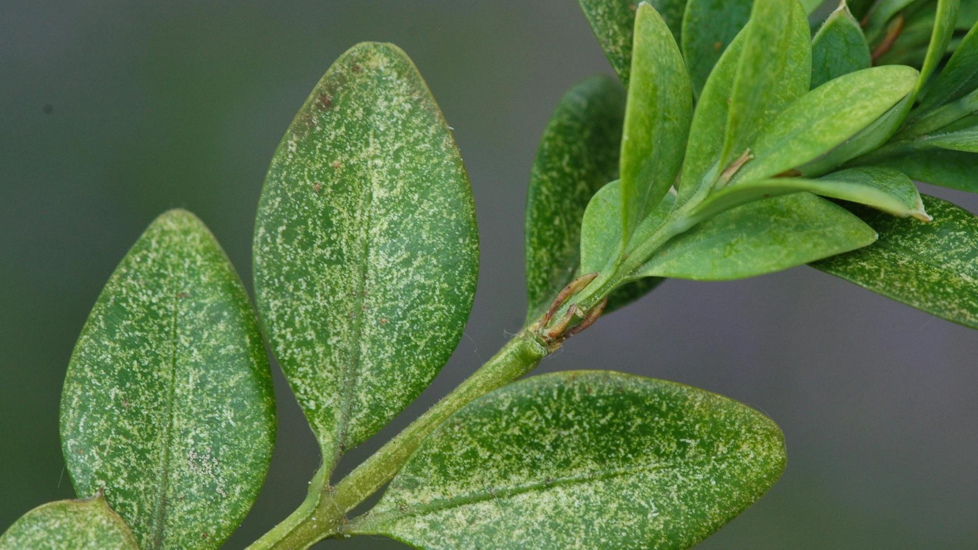 Nahaufnahme eines von Buchsbaumspinnmilben befallenen Buchsbaumzweigs