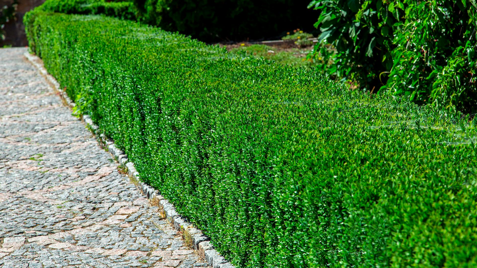 Ein in Form geschnittener Buchsbaum