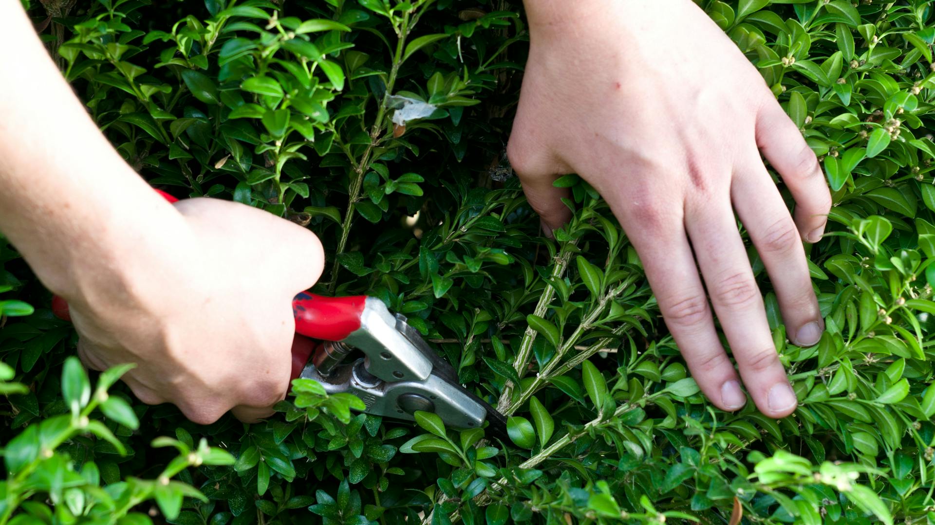 Die Triebe des Buchsbaums weit zurückschneiden.