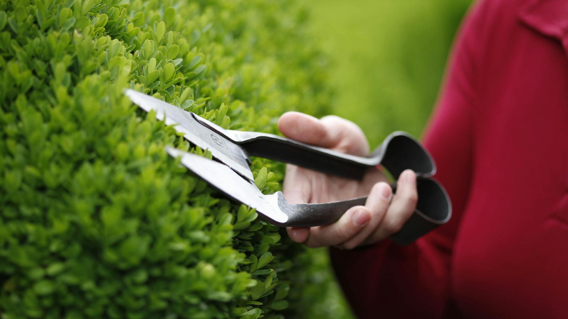 Spezielle Buchsbaumscheren erleichtern die Arbeit.