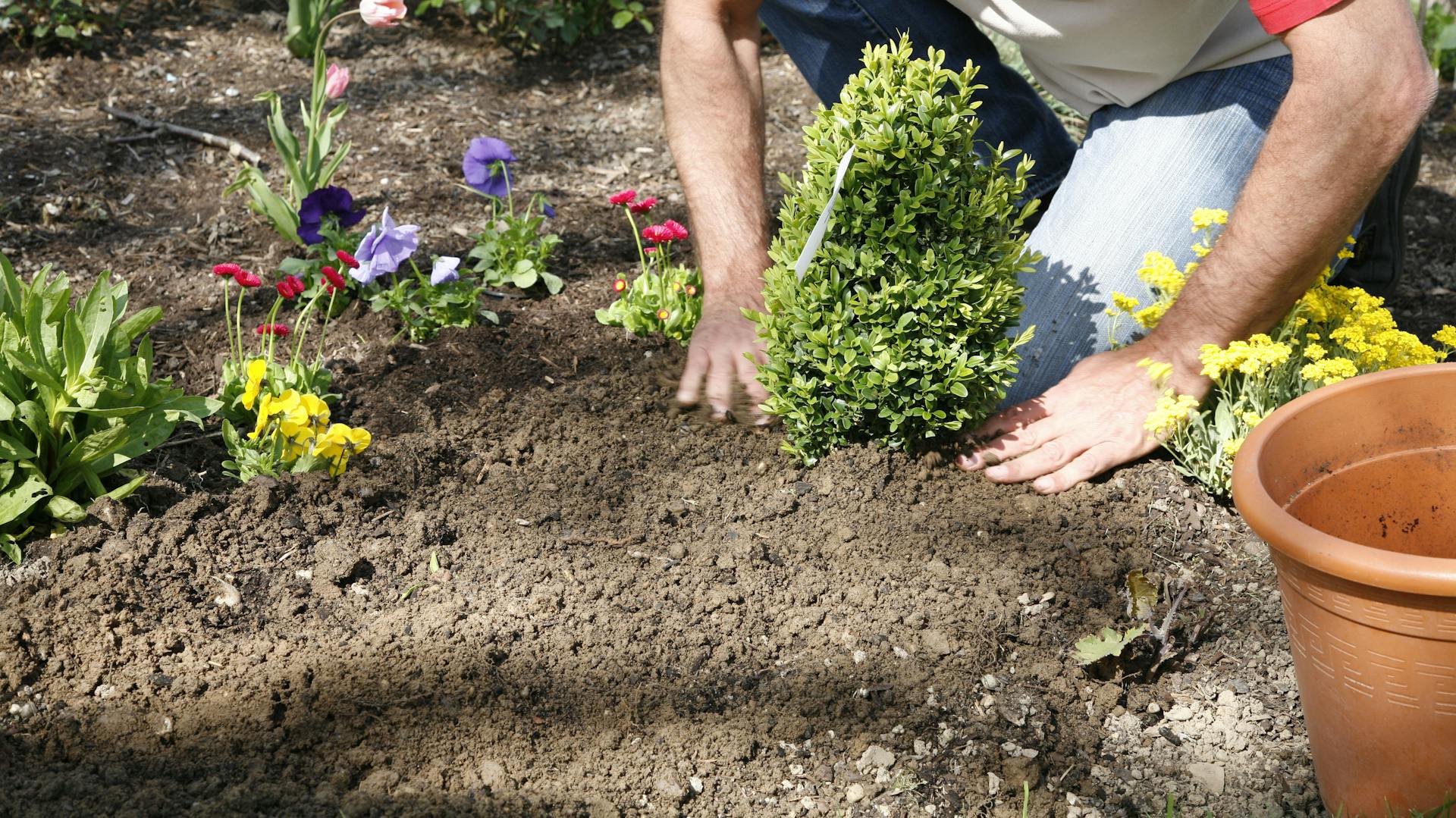 Buchsbaum wird gepflanzt