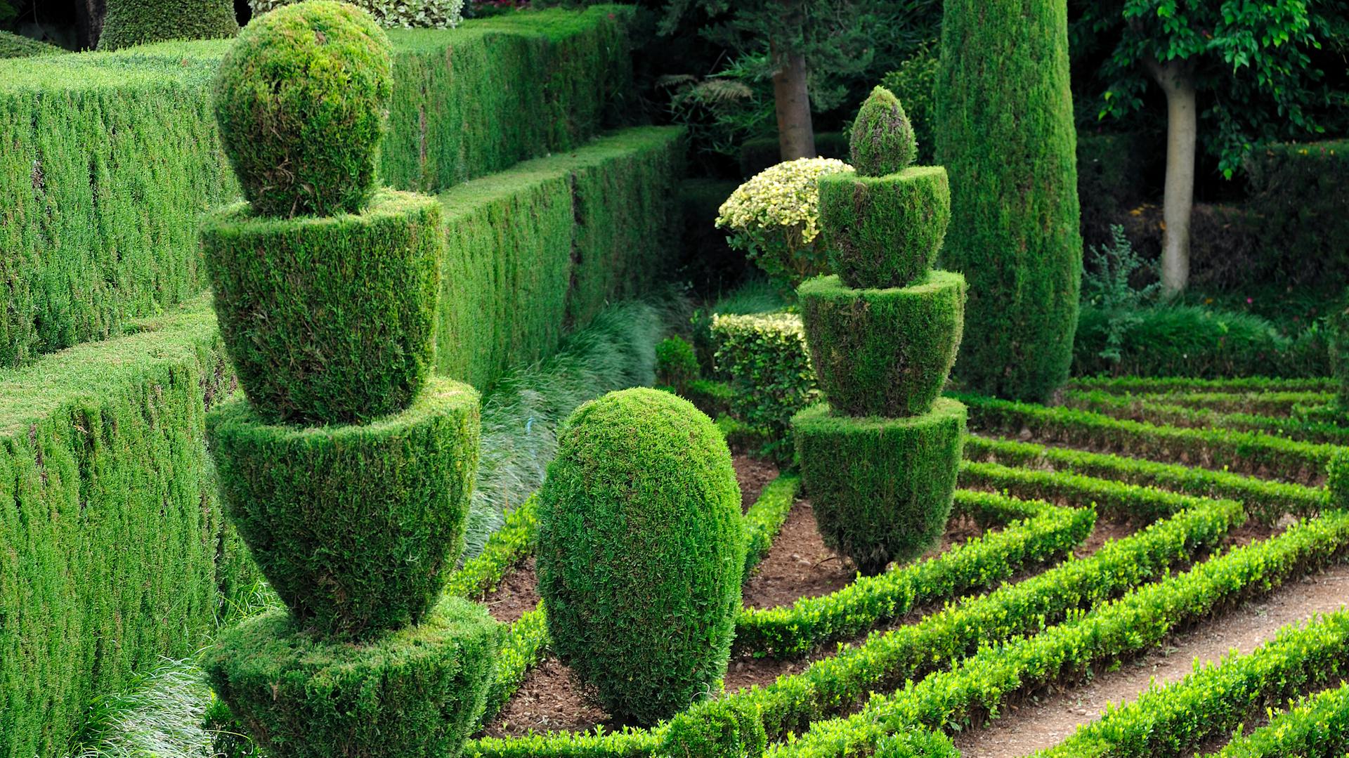 Buchsbaum mit Formschnitt