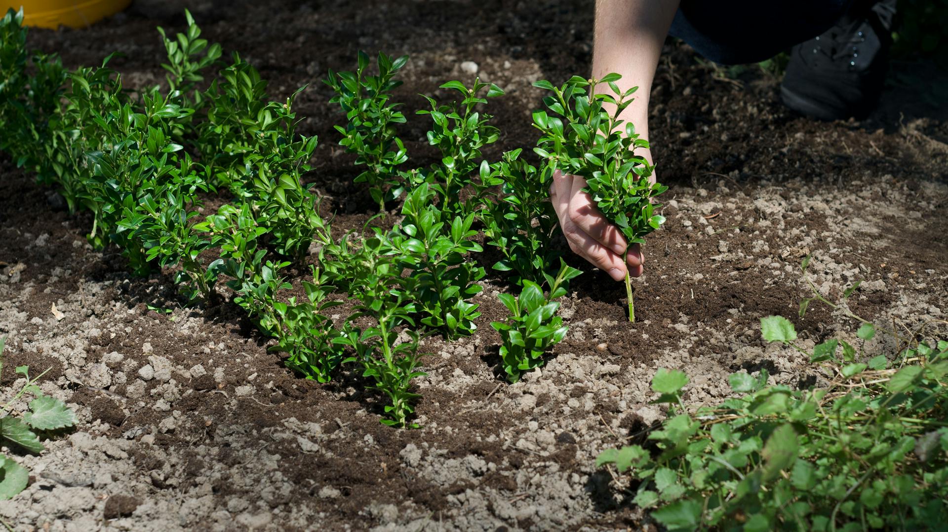 Buchsbaum-Stecklinge werden gesetzt.