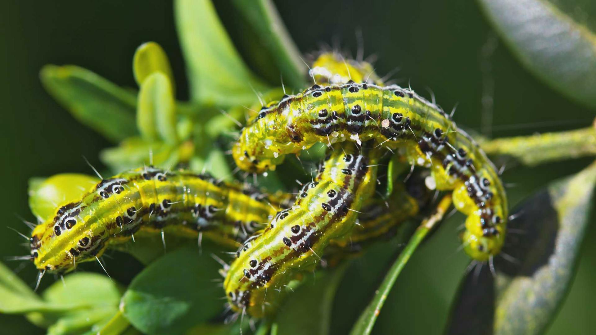 Drei Buchsbaumzünsler sitzen auf grünem Buchsbaum-Blatt.