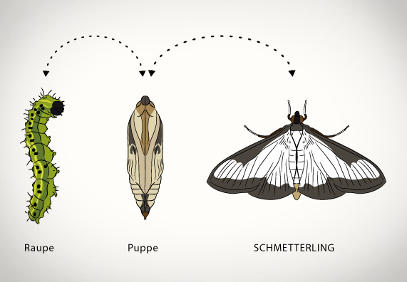 Buchsbaumzünsler in verschiedenen Stadien: Raupe, Puppe, Schmetterling.