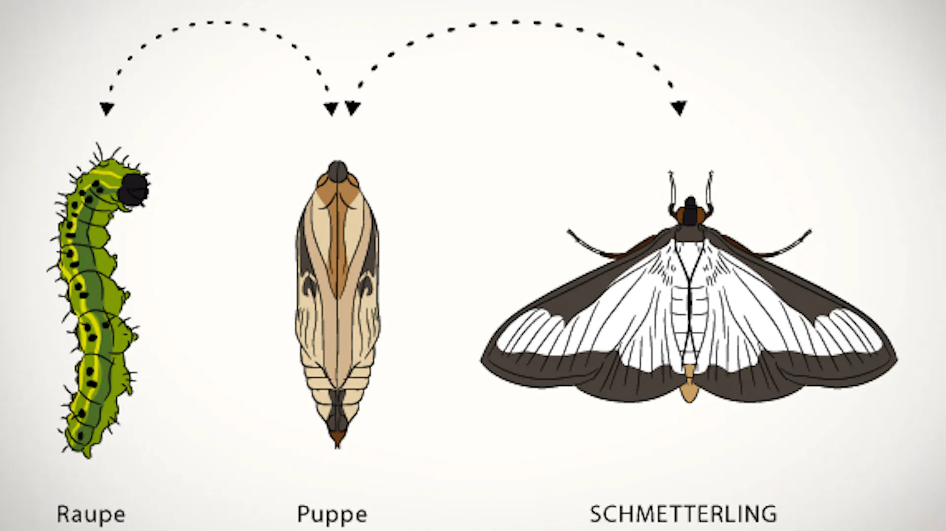 Buchsbaumzünsler in verschiedenen Stadien: Raupe, Puppe, Schmetterling.