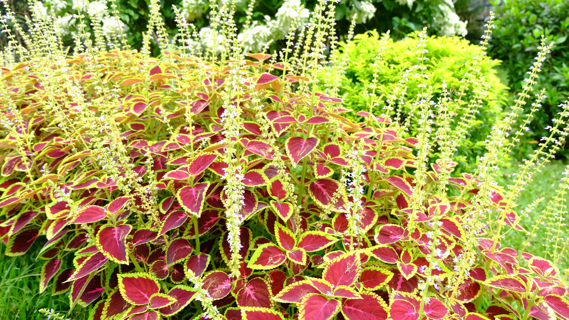 Buntnessel im Garten