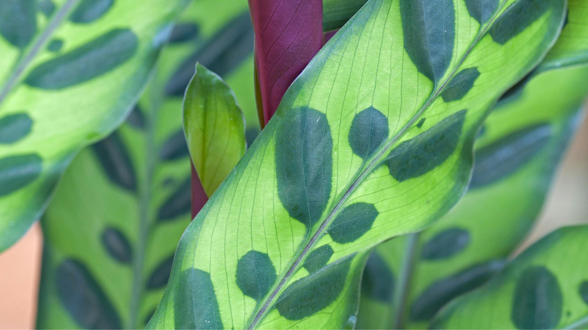 Die hellgrünen Blätter mit dunkelgrünem Muster und rot-violetter Unterseite der „Calathea lancifolia“.