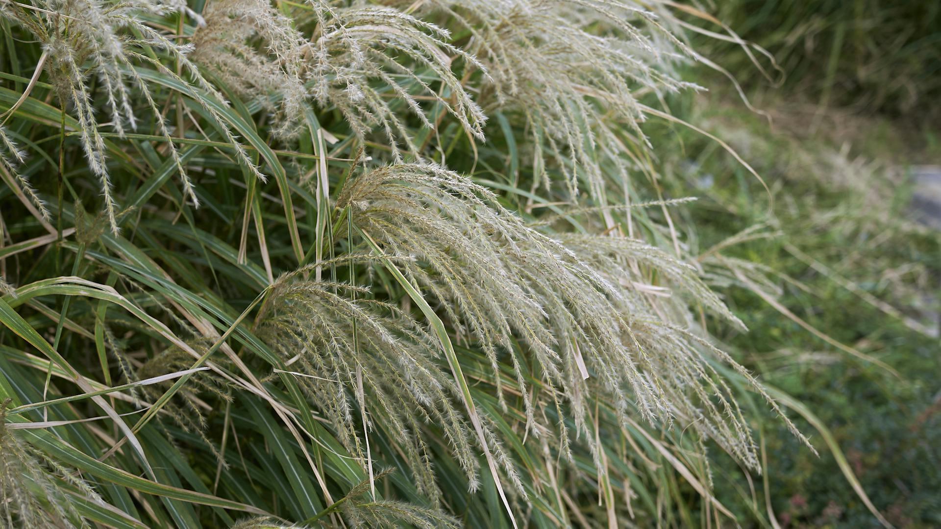 Blütenrispen am Chinaschilf in der Nahaufnahme.