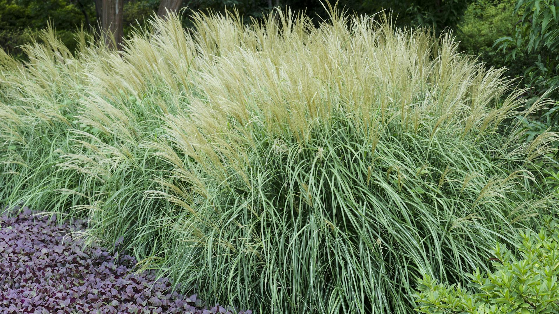 Blühendes Chinaschilf im Beet.