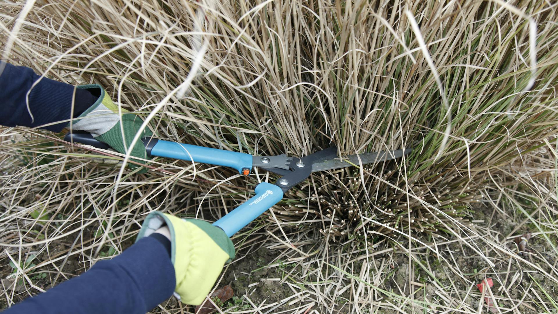 Chinaschilf wird mit einer großen Gartenschere geschnitten.