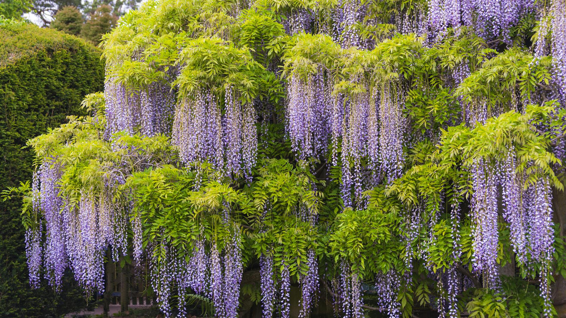 Chinesischer Blauregen im Garten
