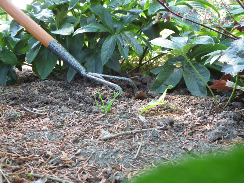 Eine Person lockert die Erde in einem Beet mit einer Gartenhacke auf.