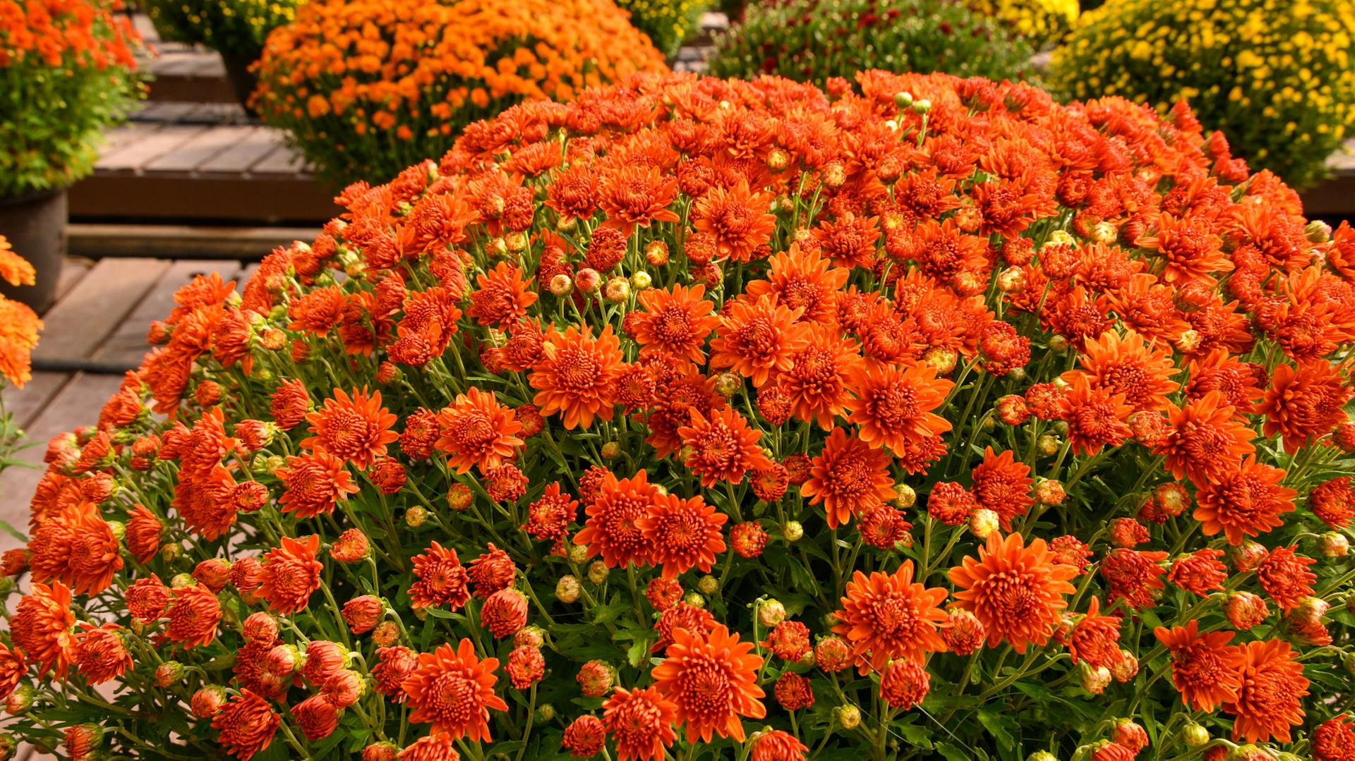 Orange-rote Chrysanthemen im Garten