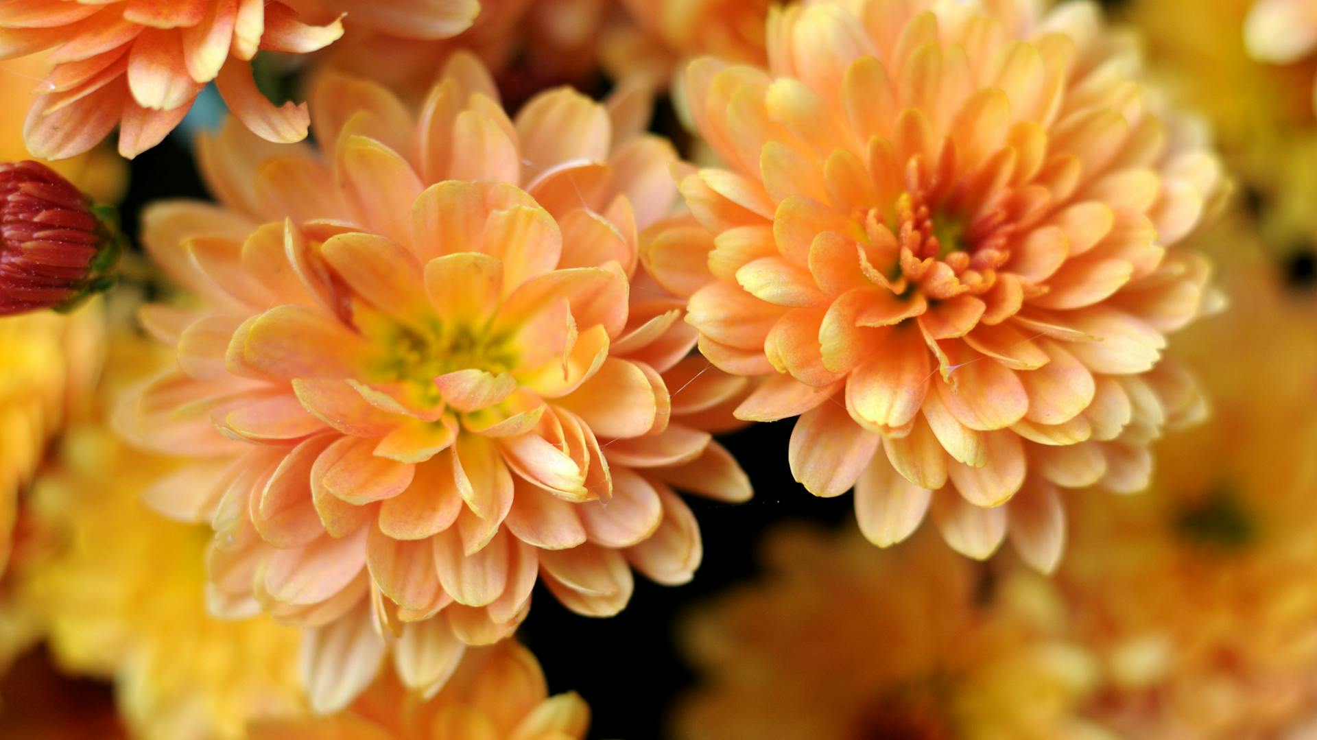 Blühende Chrysantheme