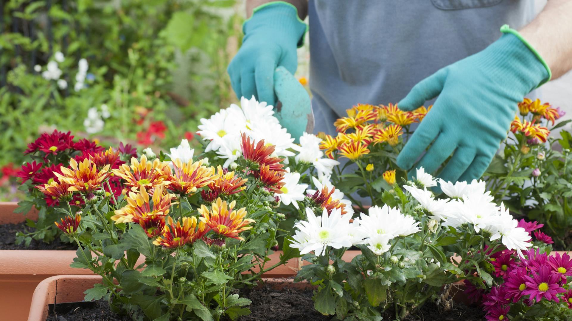 Jemand pflanzt verschiedene Chrysanthemen ein.