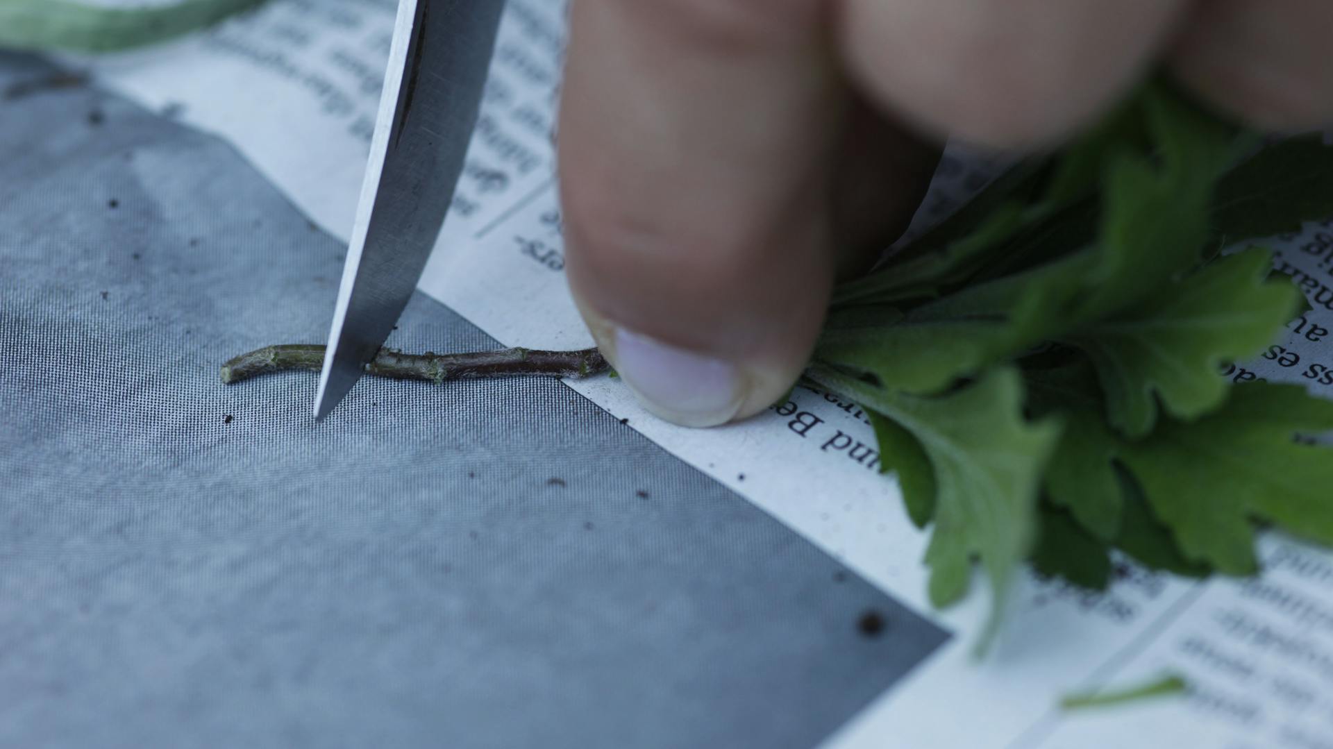 Jemand vermehrt eine Chrysantheme.