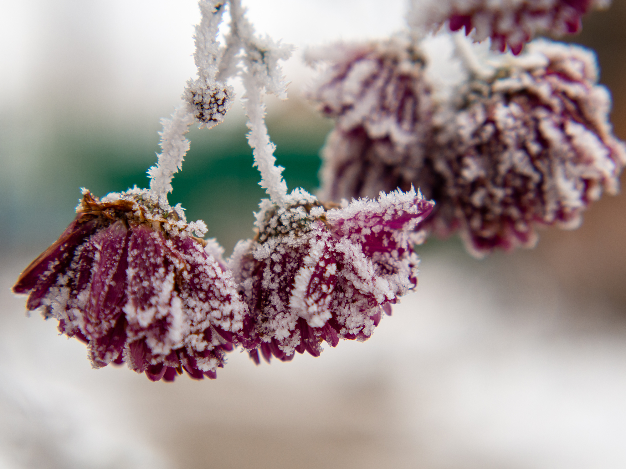 Mit Frost überzogene Chrysanthemenblüten