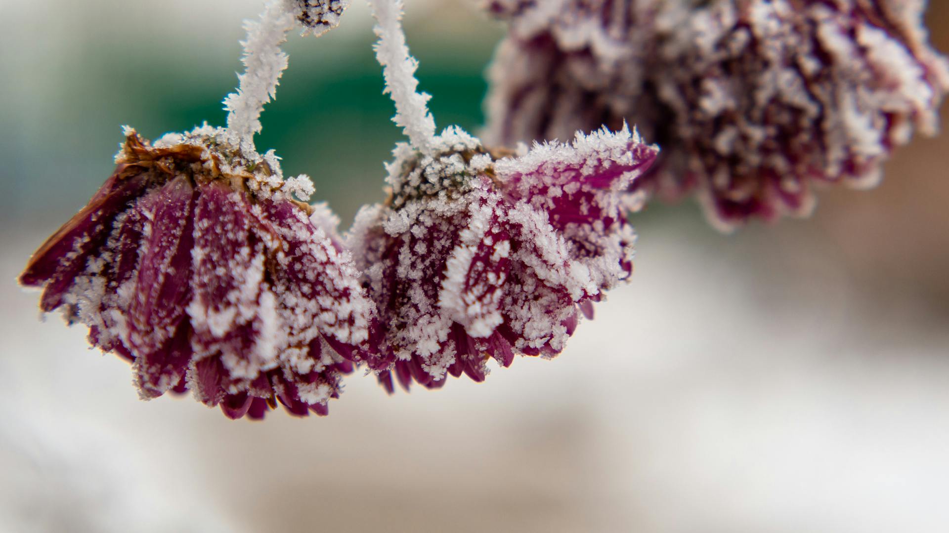 Mit Frost überzogene Chrysanthemenblüten