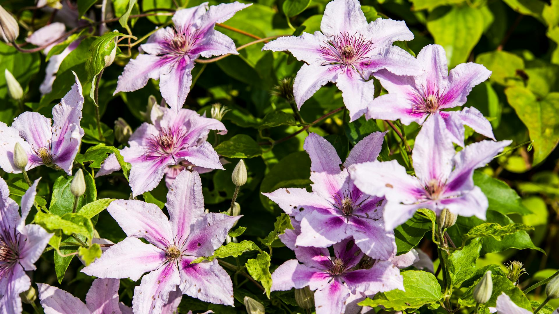 Mehrere Clematisblüten der Sorte Alpen-Waldrebe