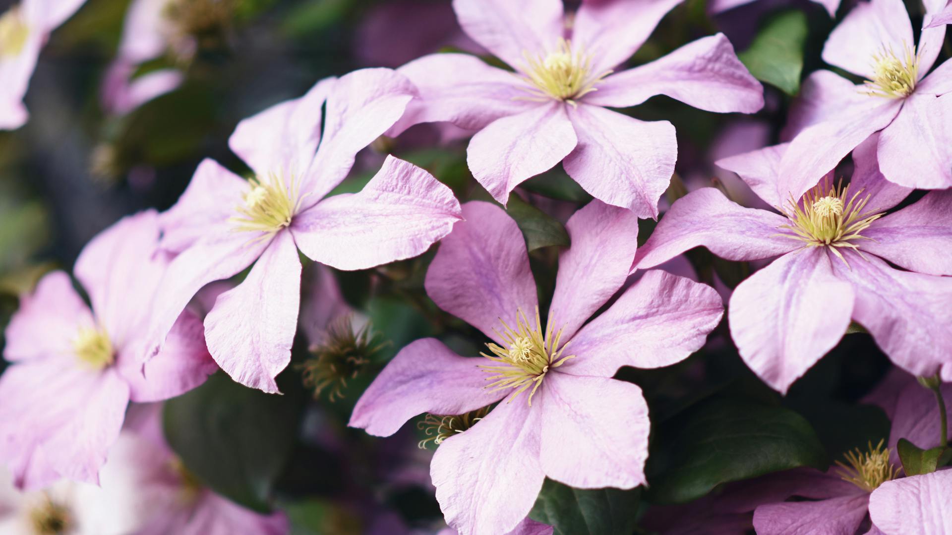 Rosa Clematisblüten mit gelben Staubblättern im Zentrum.