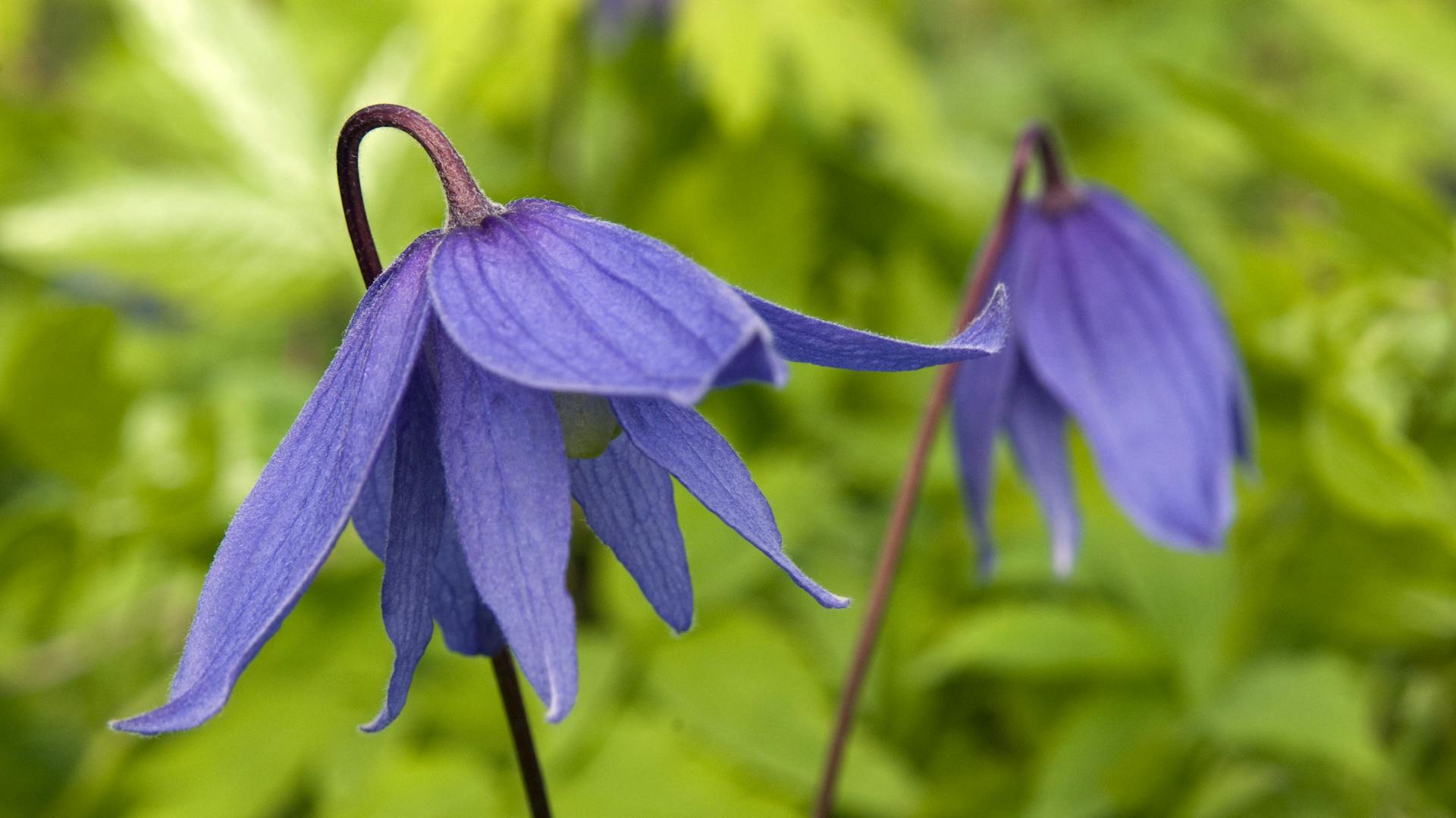 Zwei hängende, bläulich-violette Clematis-Blüten