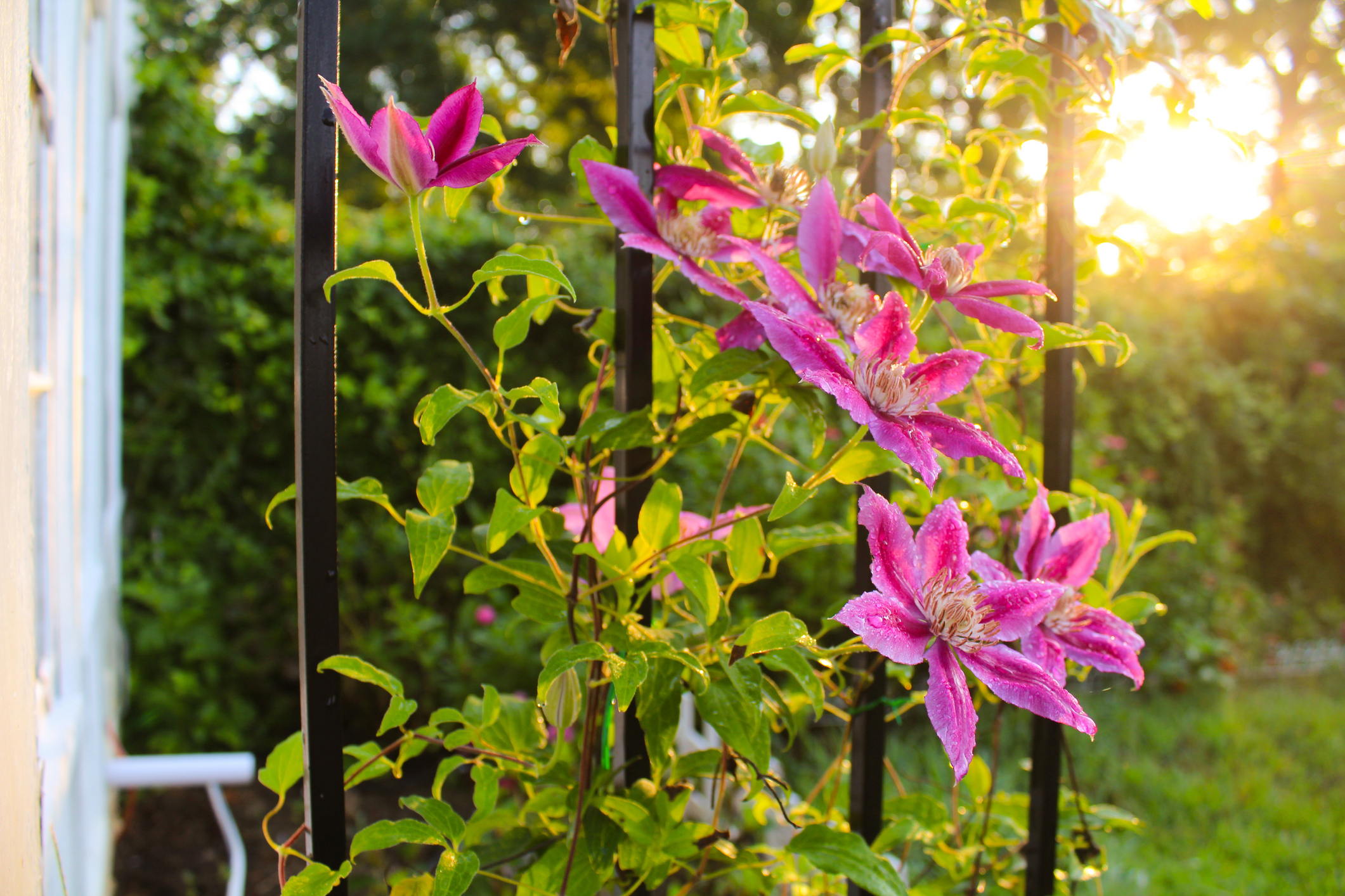 Eine pink blühende Clematis rankt an Metallstangen hinauf.