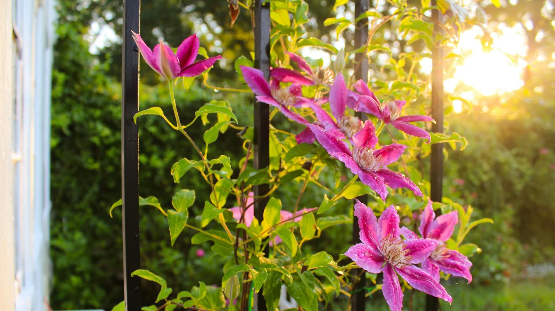 Eine pink blühende Clematis rankt an Metallstangen hinauf.