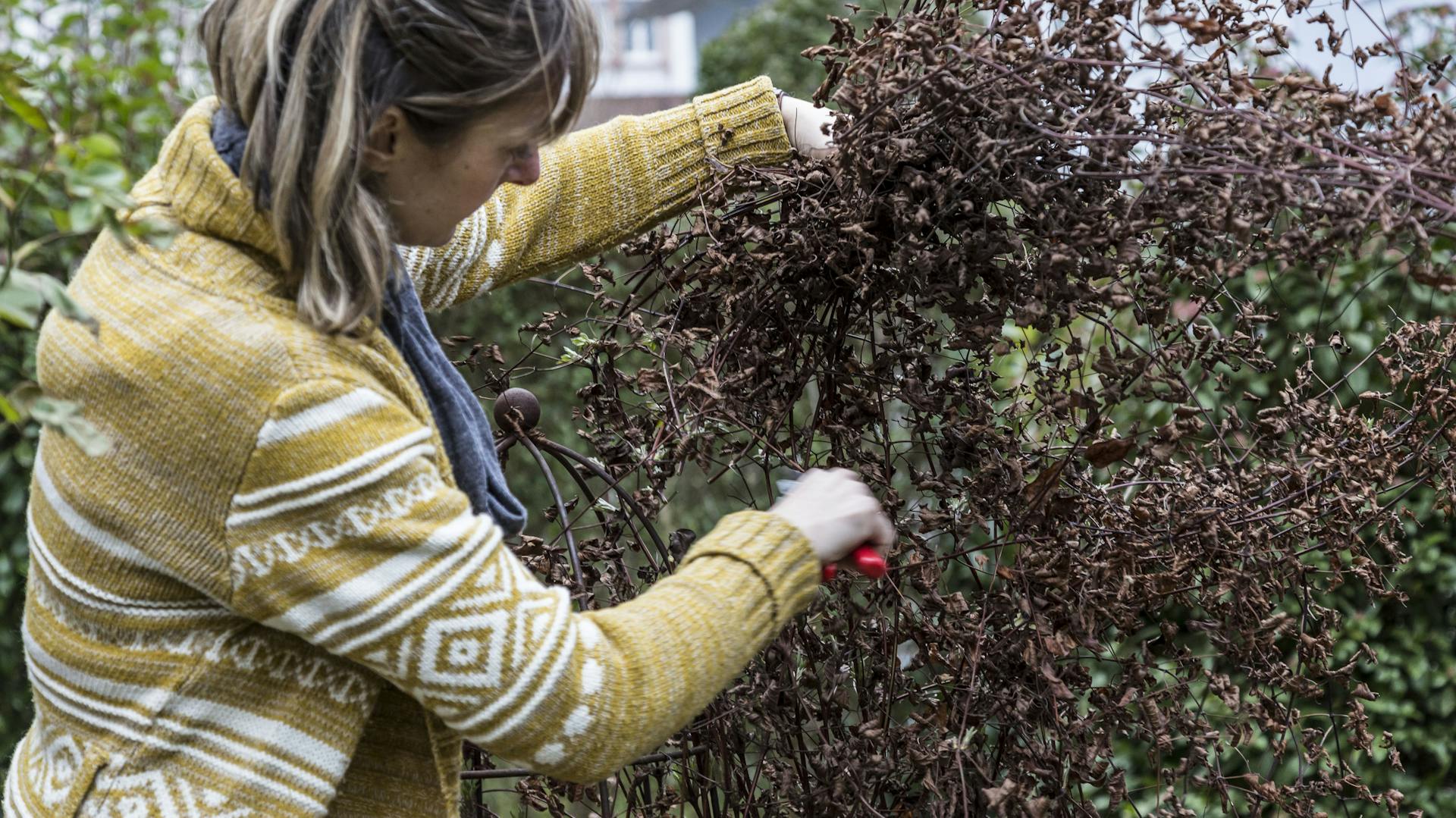 Frau schneidet eine verblühte Clematis mit einer Gartenschere.