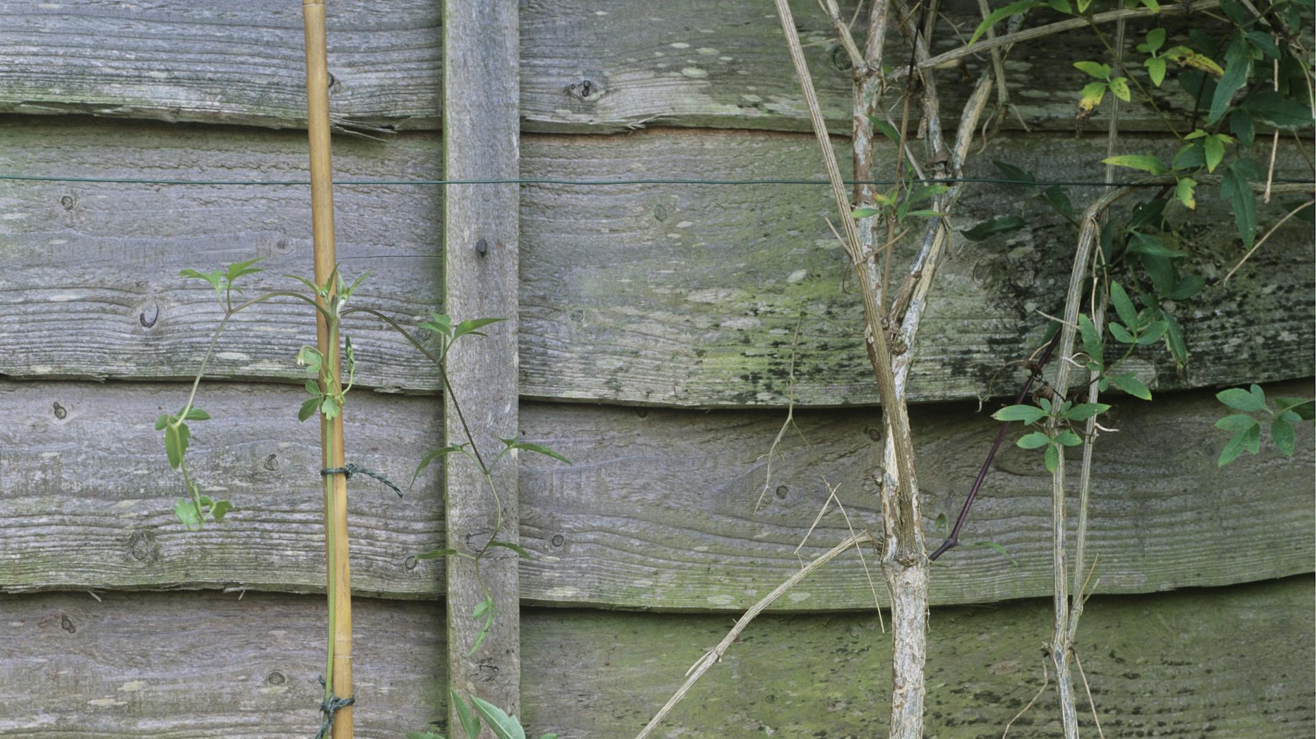 Ein Trieb einer Clematis hat sich als Ableger entwickelt.