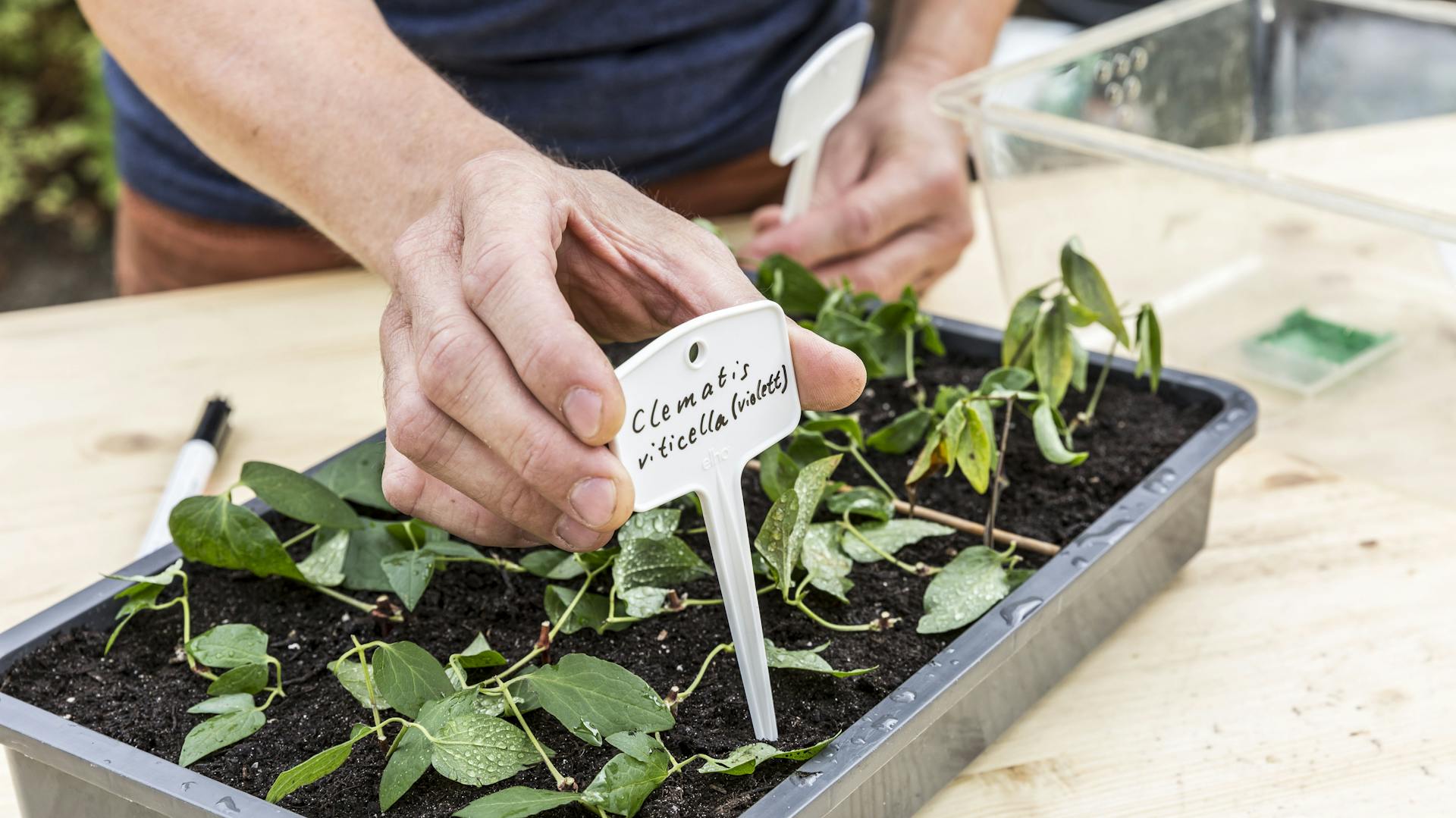Jemand steckt ein Schild zu Stecklingen der Clematis in einem Mini-Gewächshaus.