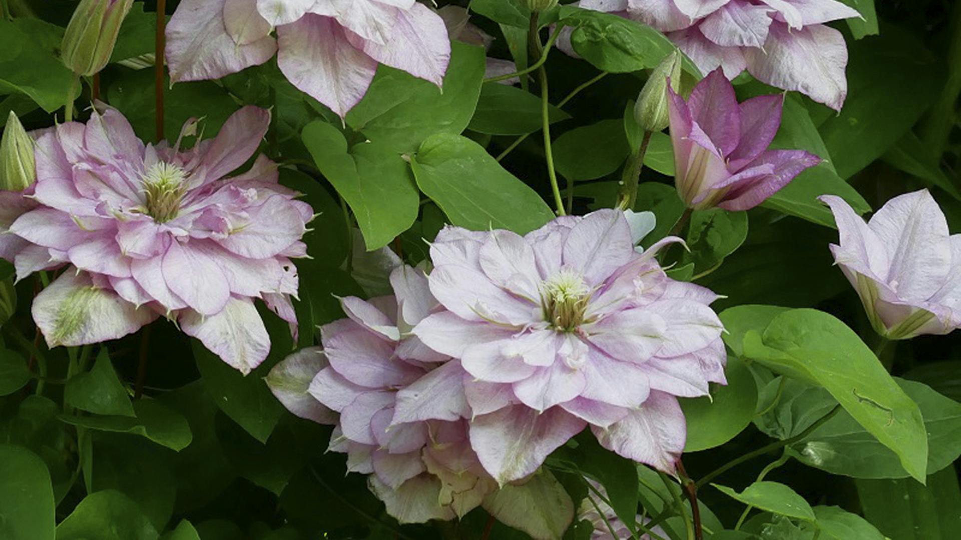 Rosafarbene Blüten einer Clematis der Sorte "Innocent Glance".