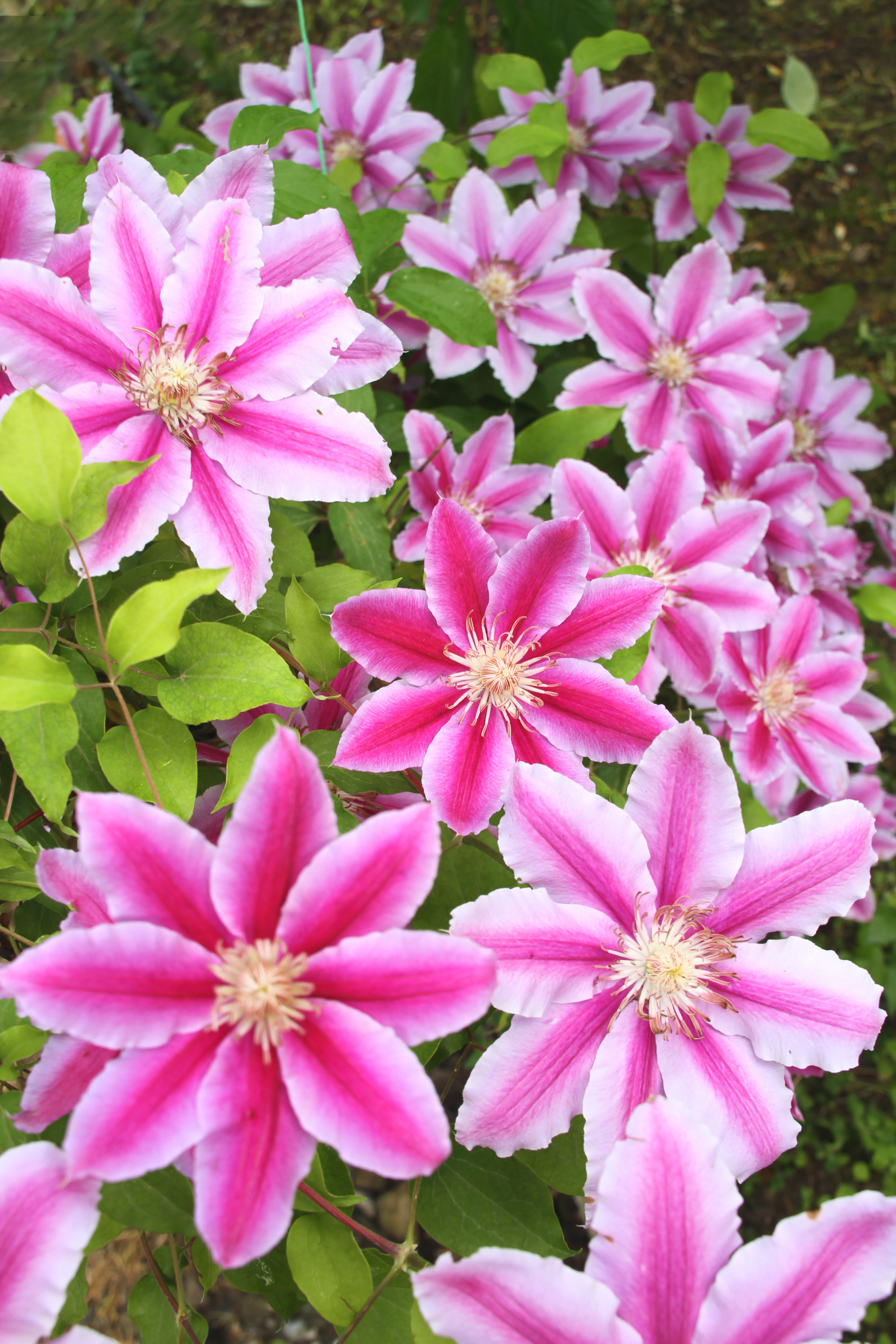 Die Clematis der Sorte „Nelly Moser“ mit ihrem schönen pink-rosa Blüten.