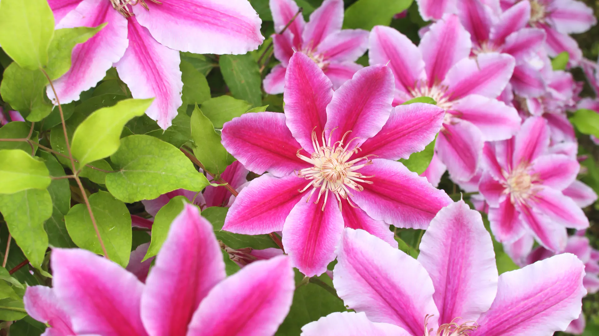 Die Clematis der Sorte „Nelly Moser“ mit ihrem schönen pink-rosa Blüten.