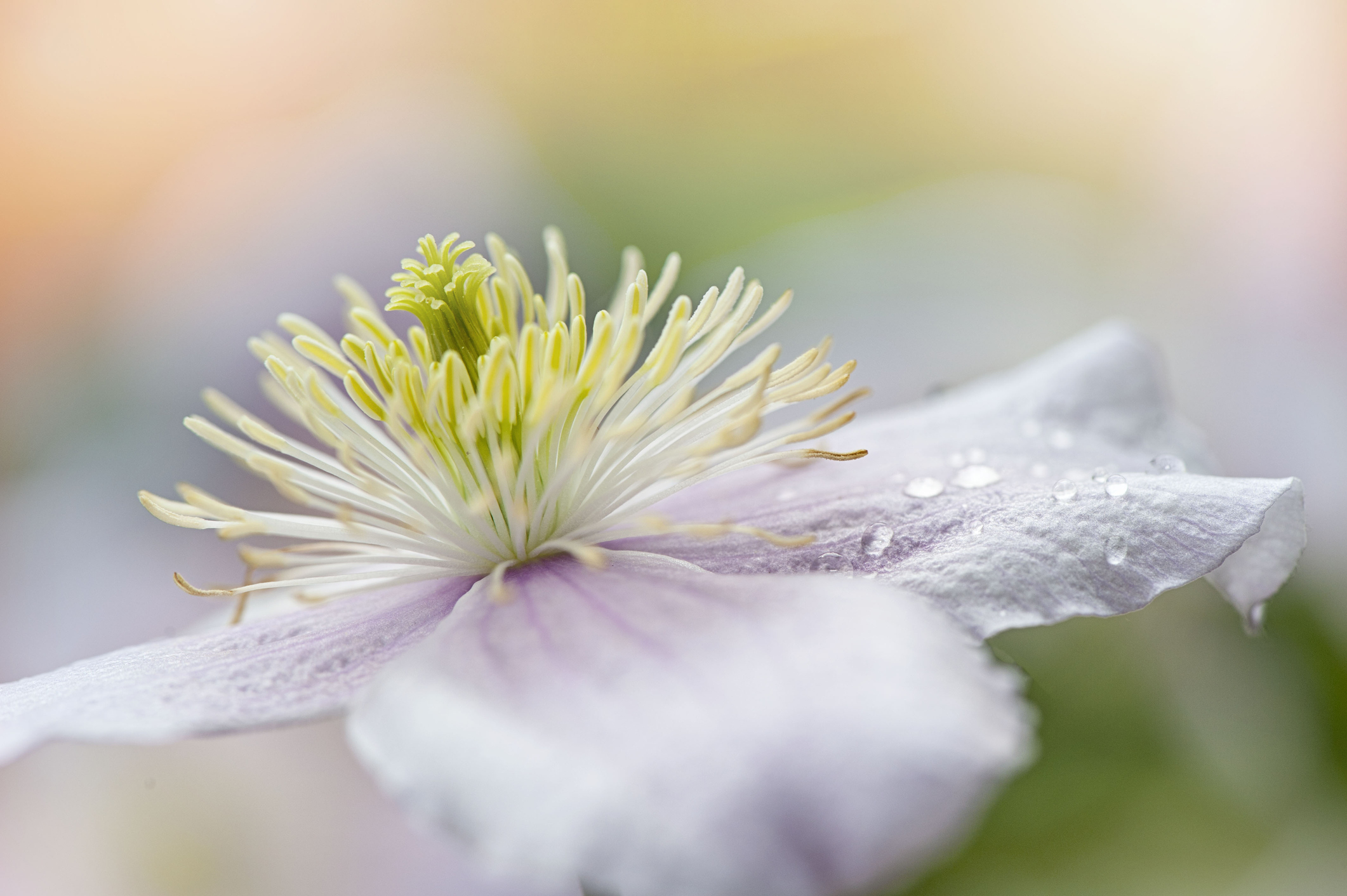 Nahaufnahme einer Blüte der Clematis-Art „Mayleen“.