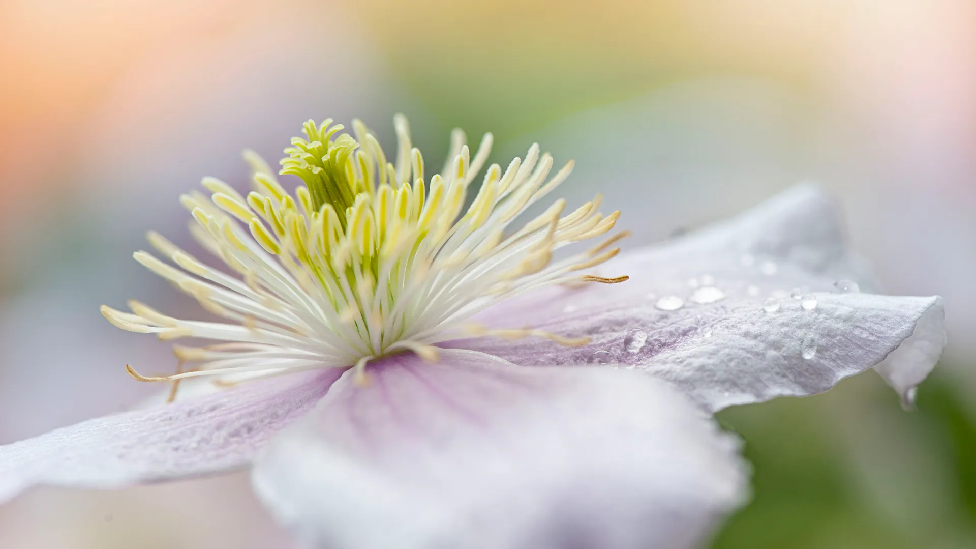 Nahaufnahme einer Blüte der Clematis-Art „Mayleen“.