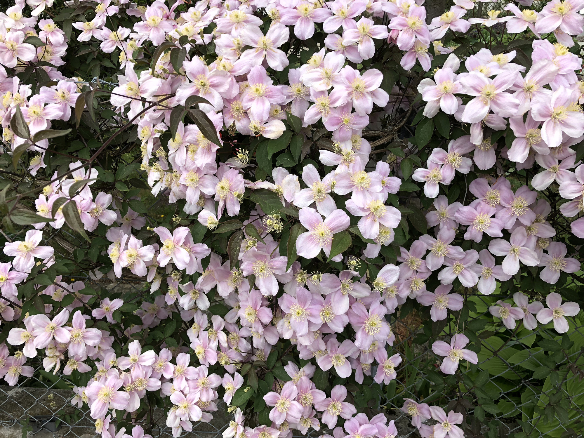 Eine reich blühende Clematis mit kleinen Blüten.