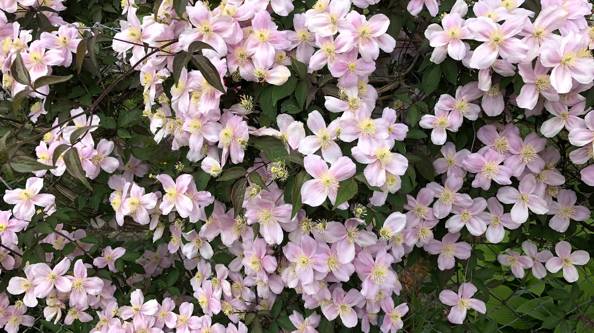 Eine reich blühende Clematis mit kleinen Blüten.