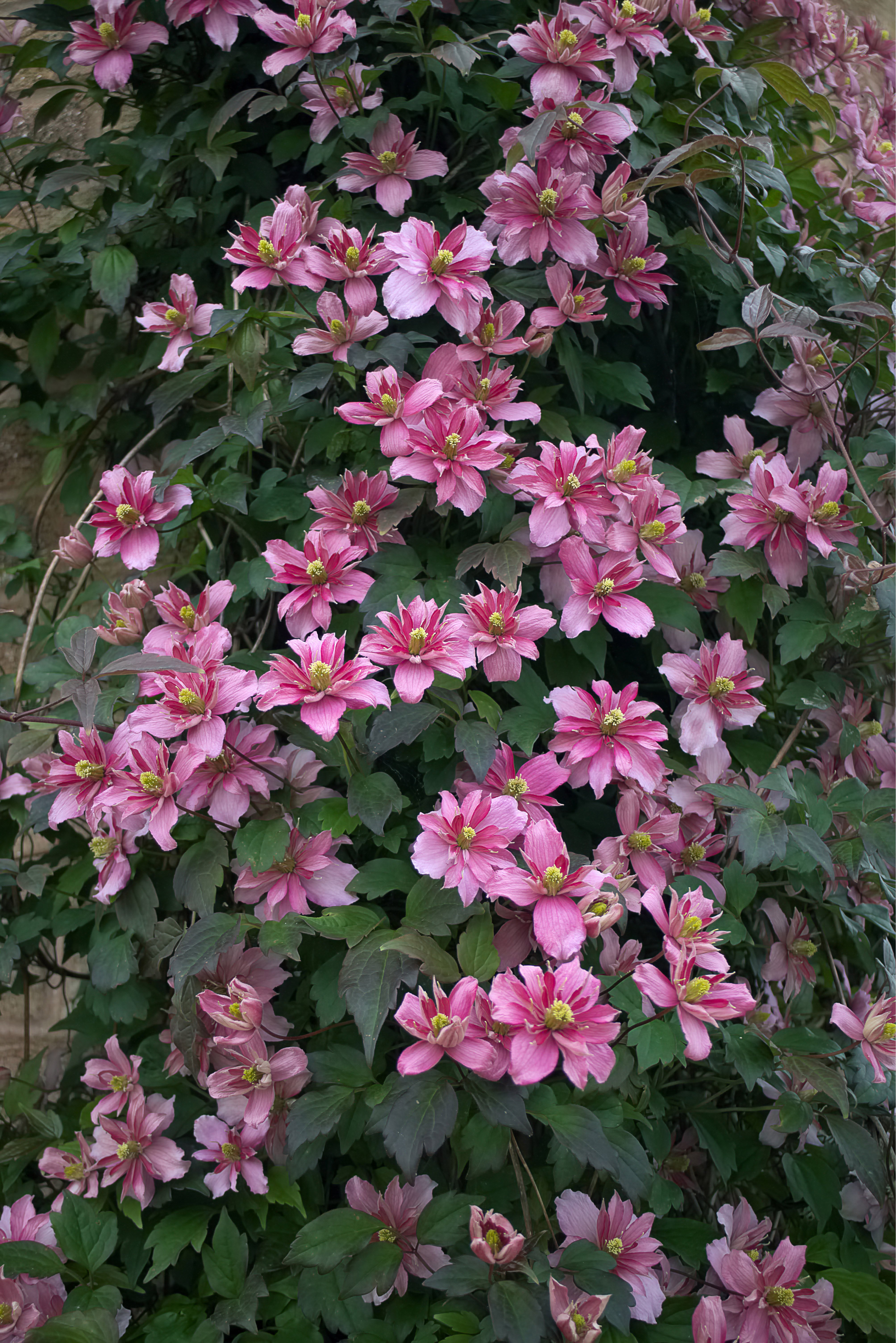 Eine Clematis der Art "Broughton Star"