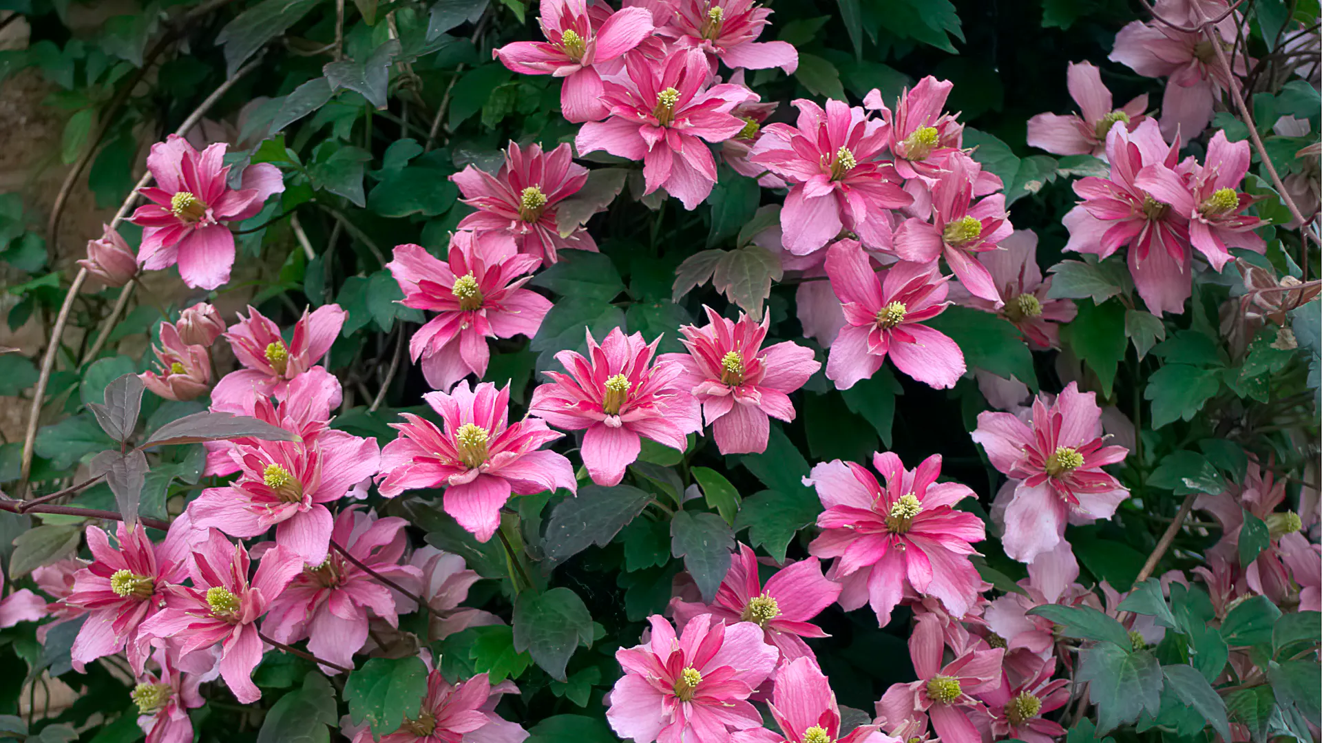 Eine Clematis der Art "Broughton Star"